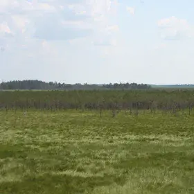 Small changes in soil properties cause large changes in vegetation