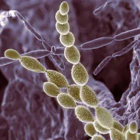 Soil microbes