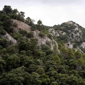 Mixed pine and oak forest on limestone crags