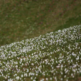 When snow melts on grassy slopes...