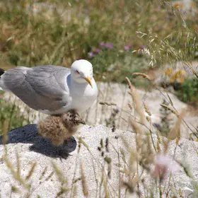 A seagull and its chick on the Illa do Faro