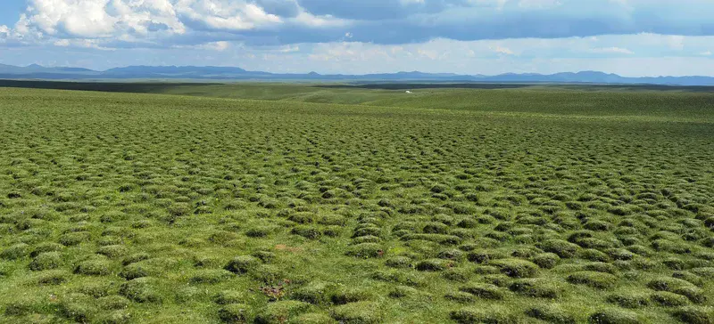 Meiren Grassland in Gannan Tibetan Autonomous Prefecture