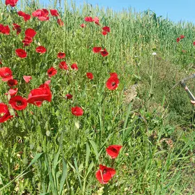Soil scientists in action: Gael sampling soil among poppies