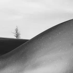 Lone trees against the winter whiteness