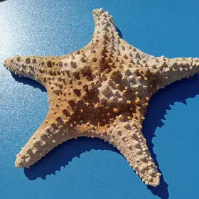 Fossilized Starfish: A Marine Memory Preserved in Time